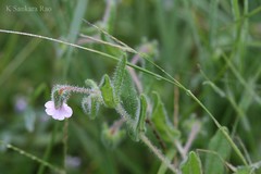 Trichodesma inaequale